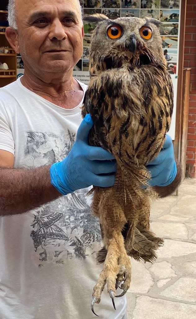 Tedavisi tamamlanan baykuş &ouml;zg&uuml;rl&uuml;ğe kanat &ccedil;ırptı
