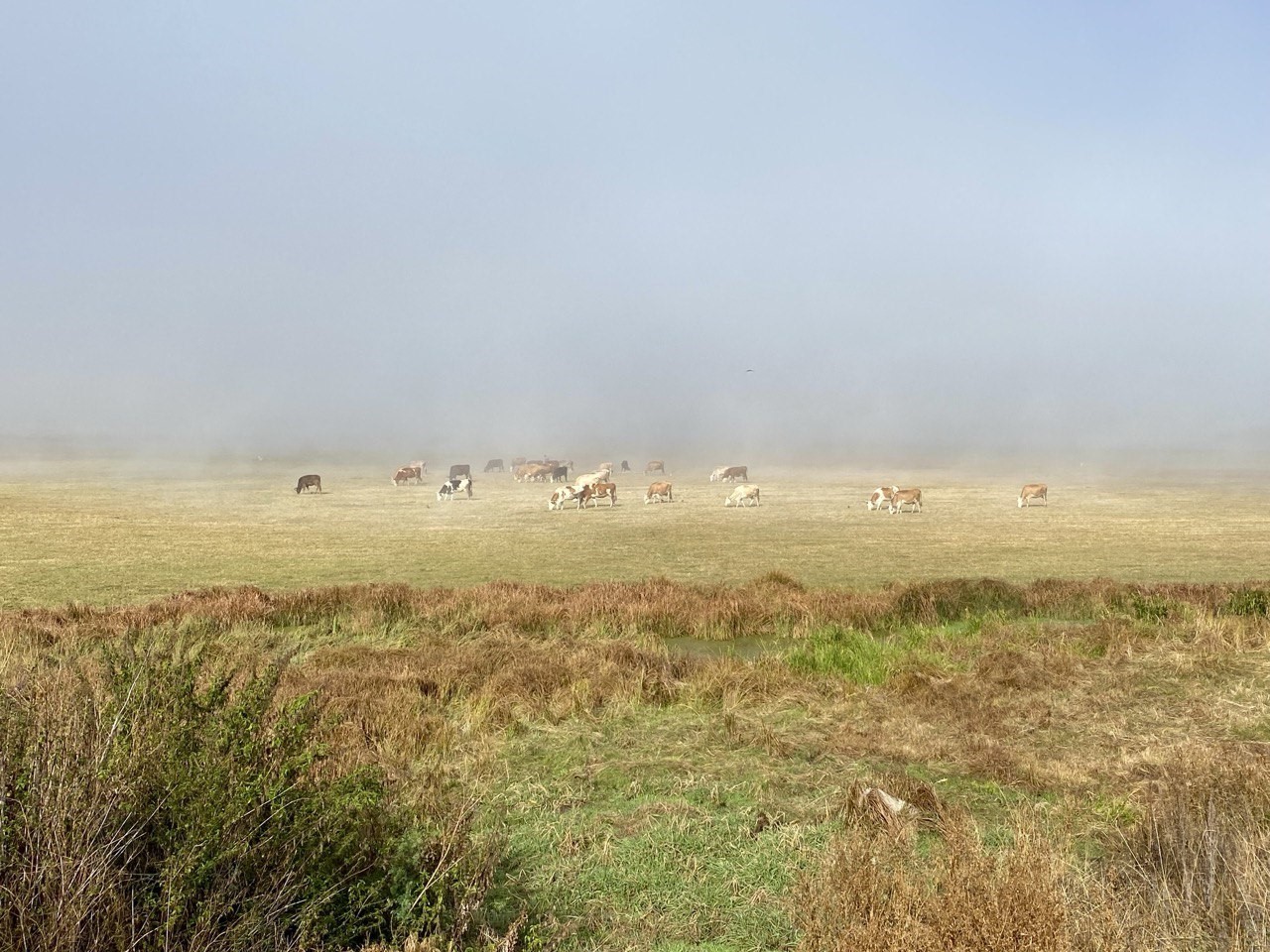 Ardahan’da sis etkili oldu