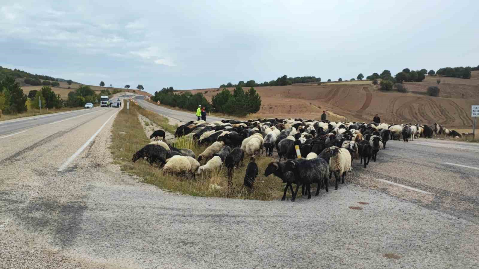 Tokat&rsquo;ta yayladan d&ouml;nen hayvanlara ekipler g&uuml;venli ge&ccedil;iş sağladı
