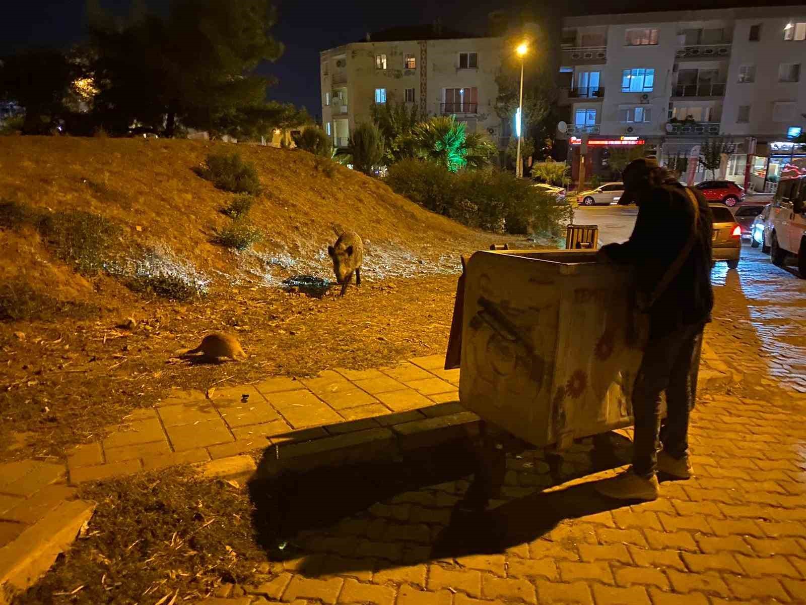 İzmir’de domuz sürüleri bu defa Balçova’ya indi