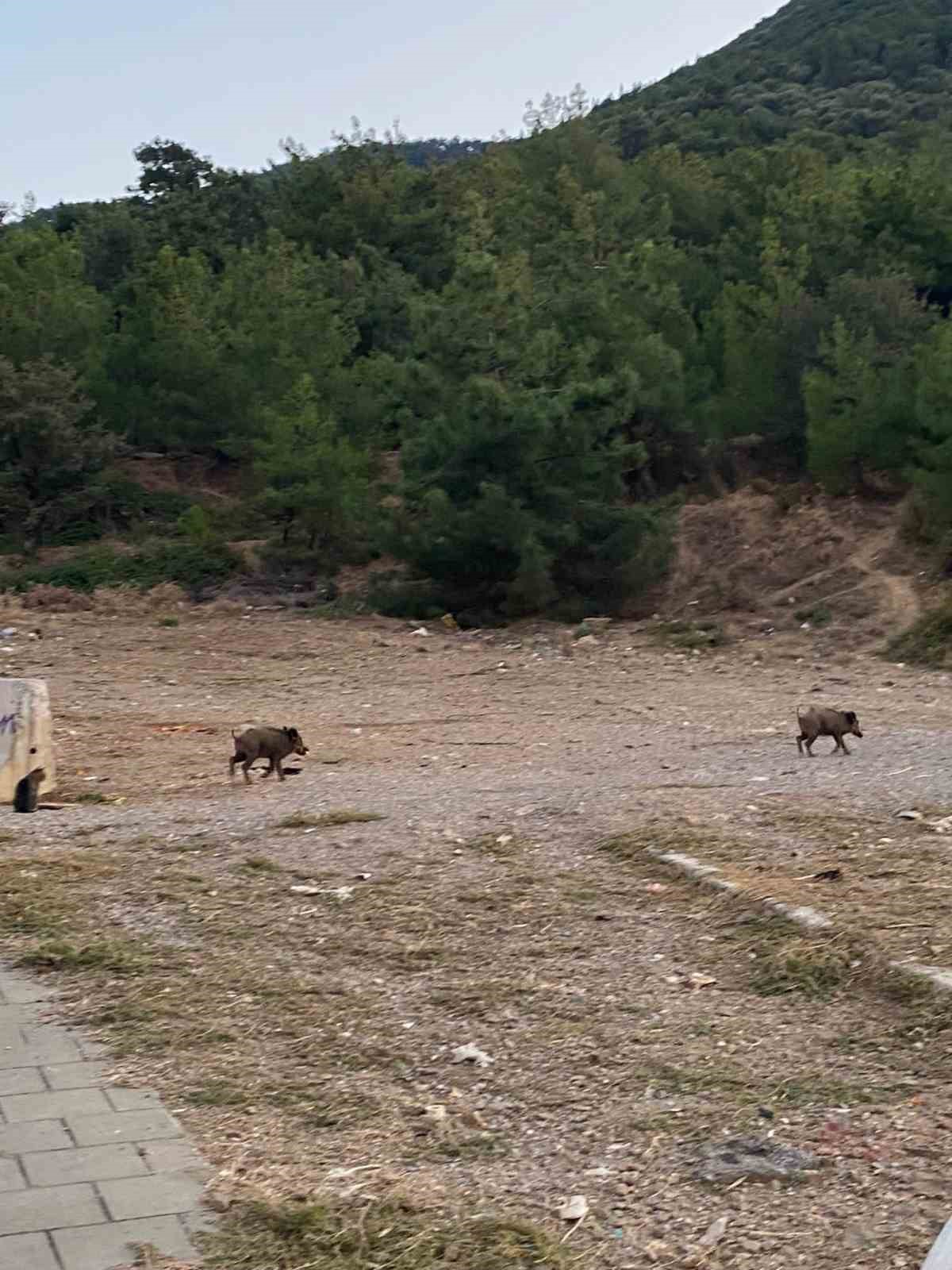 İzmir’de domuz sürüleri bu defa Balçova’ya indi
