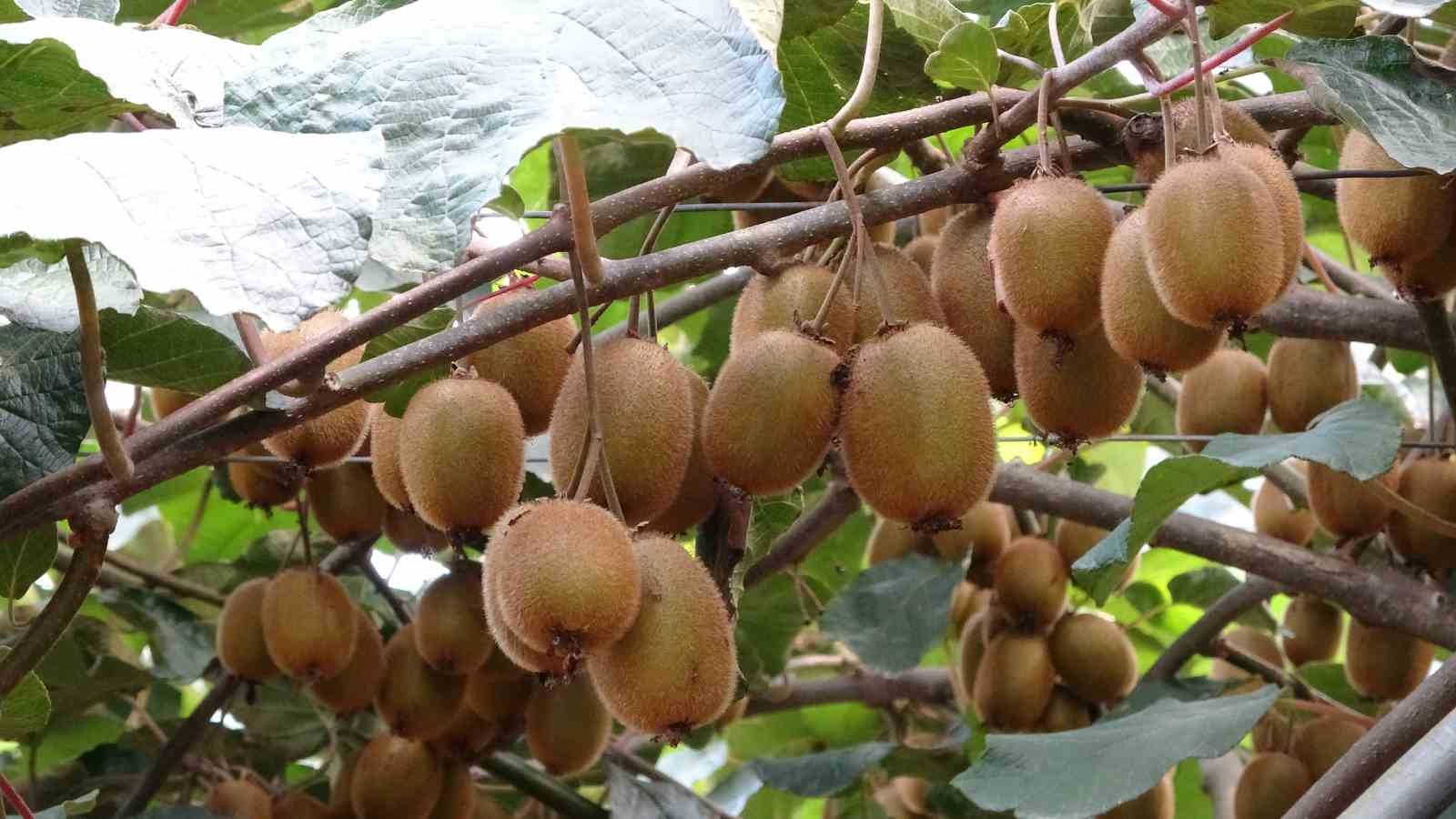 Ordu kivisinin fiyatı belirlendi: 90 gram üstü 20 TL
