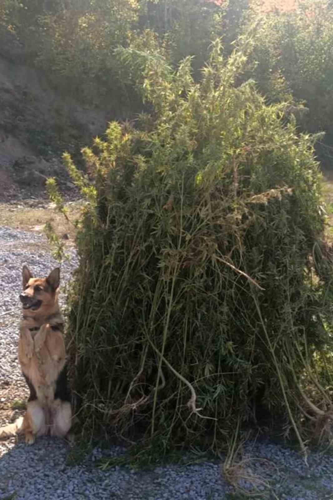 Kendiliğinden yetişen 66 bin 622 k&ouml;k kenevir imha edildi
