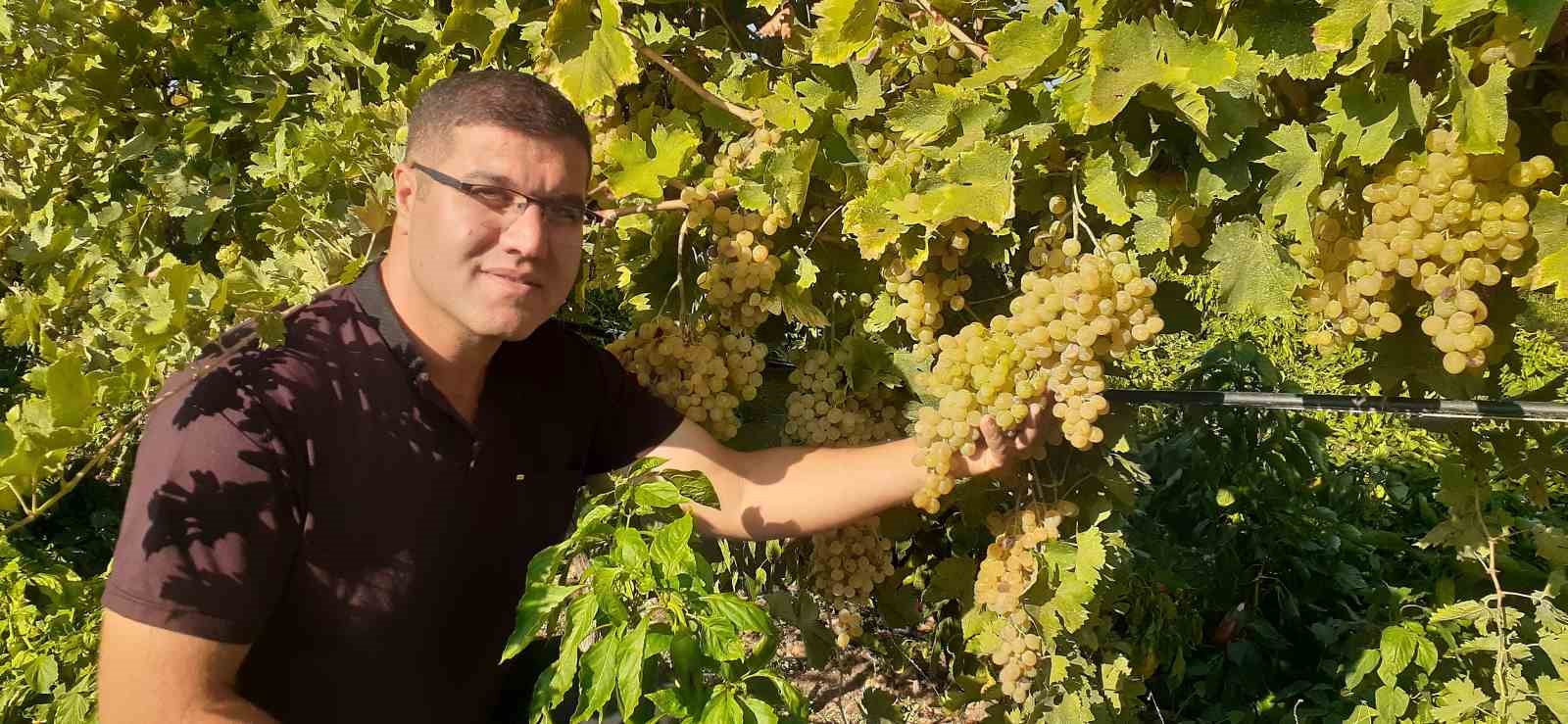 Modern tarım ile 17 ayda tonlarca üzüm elde etti
