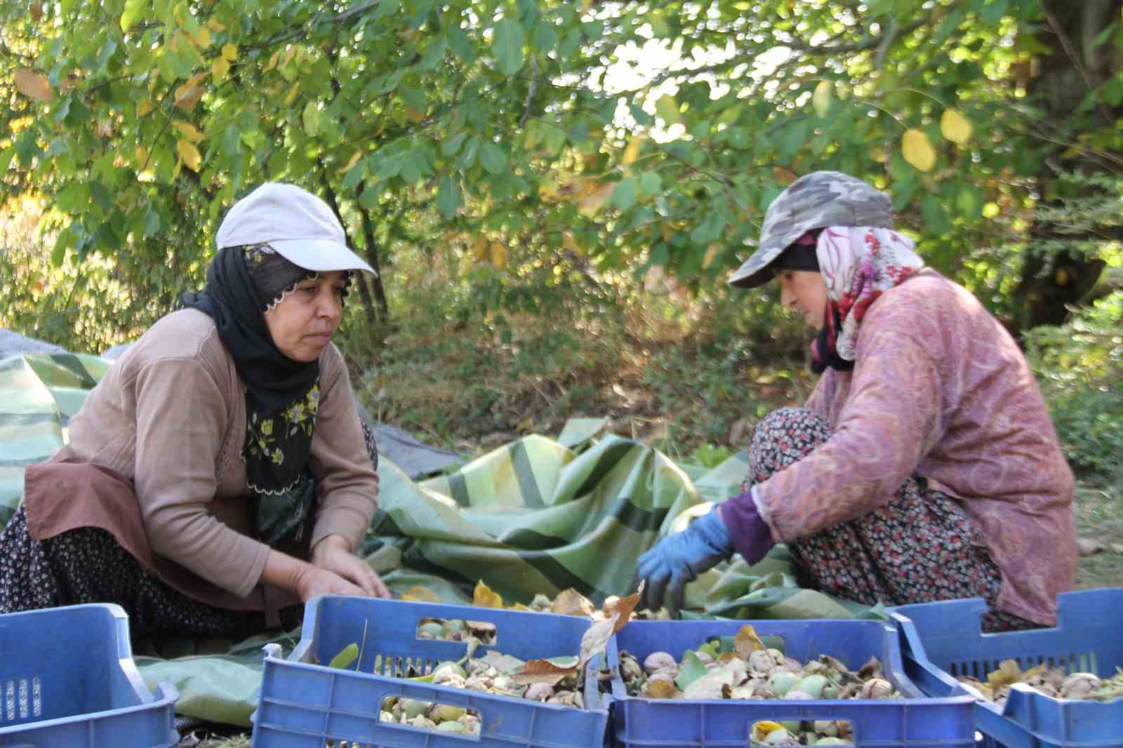 Elazığ’da 125 bin ceviz ağacında hasat başladı
