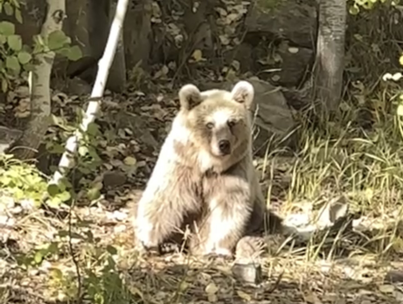 Yüksekovalı doğasever Nemrut’un ayılarını görüntüledi