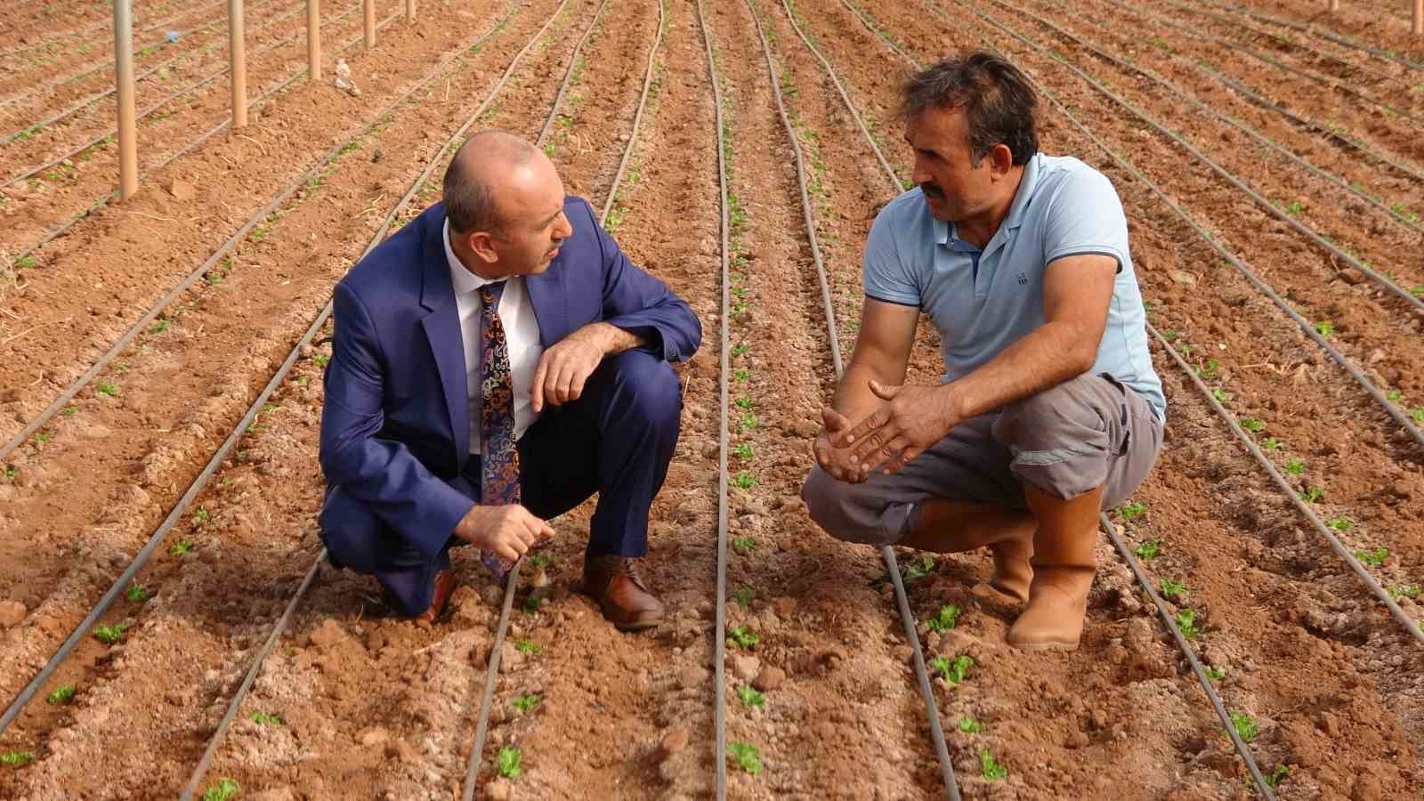 Çiftçiye dağıtılan marul fidesinde yüksek verim elde edildi
