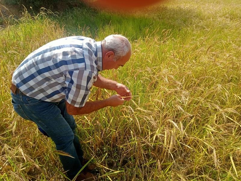 Çömlek patlatan pirincin hasat dönemi geldi
