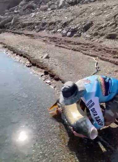 Yakaladığı 40 kiloluk dev Fırat turnasını pop&uuml;lasyonu korumak i&ccedil;in tekrar suya bıraktı
