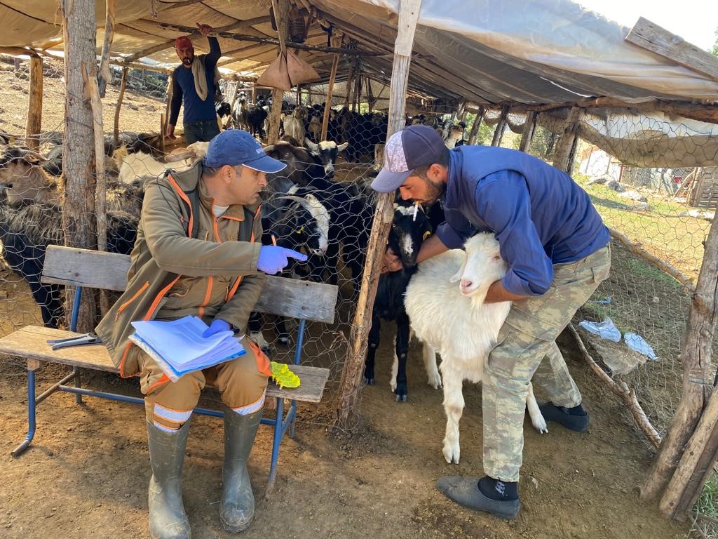 Isparta&rsquo;da k&uuml;&ccedil;&uuml;kbaş hayvanlar aşılanıyor
