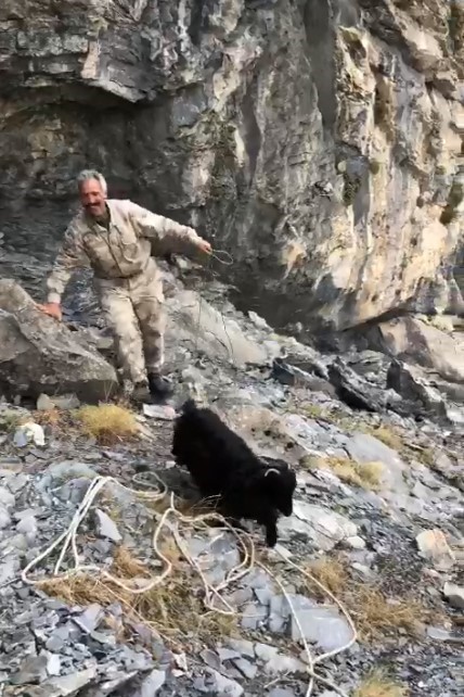 Kayalıkta mahsur kalan ke&ccedil;ileri AFAD kurtardı
