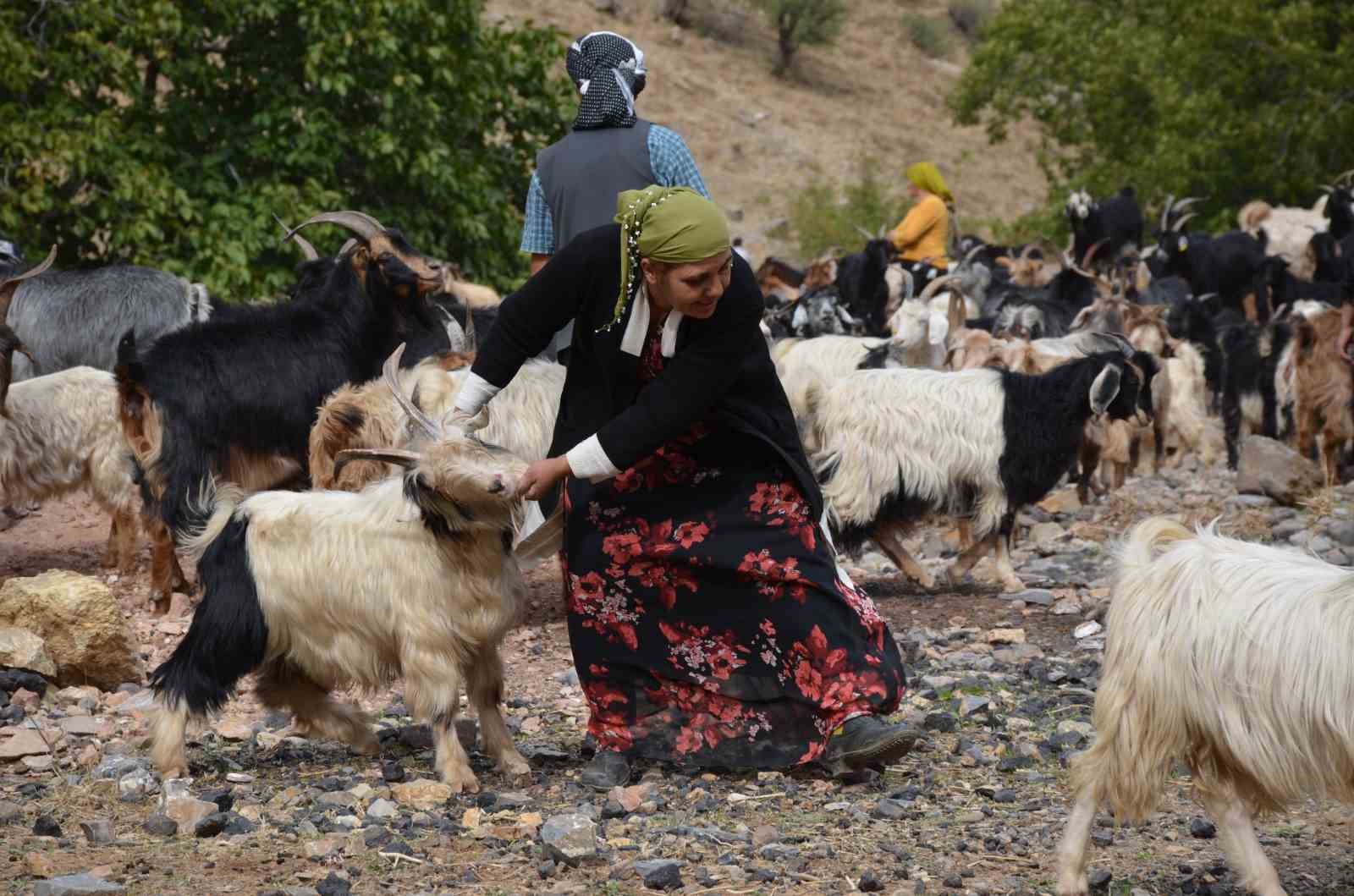 Şırnak&rsquo;ta 35 bin lira maaş alan &ccedil;obanlar tatile girdi
