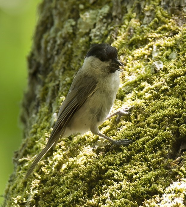 Soyu azalmakta olan "Kayın Baştankarası", Hersek Lagününde gözlemlenerek kayıt altına alındı