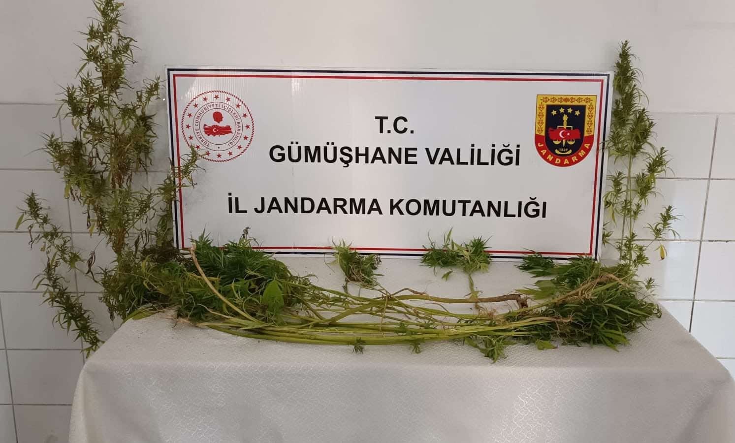 Jandarma’dan kaçak kazı ve kenevir operasyonu