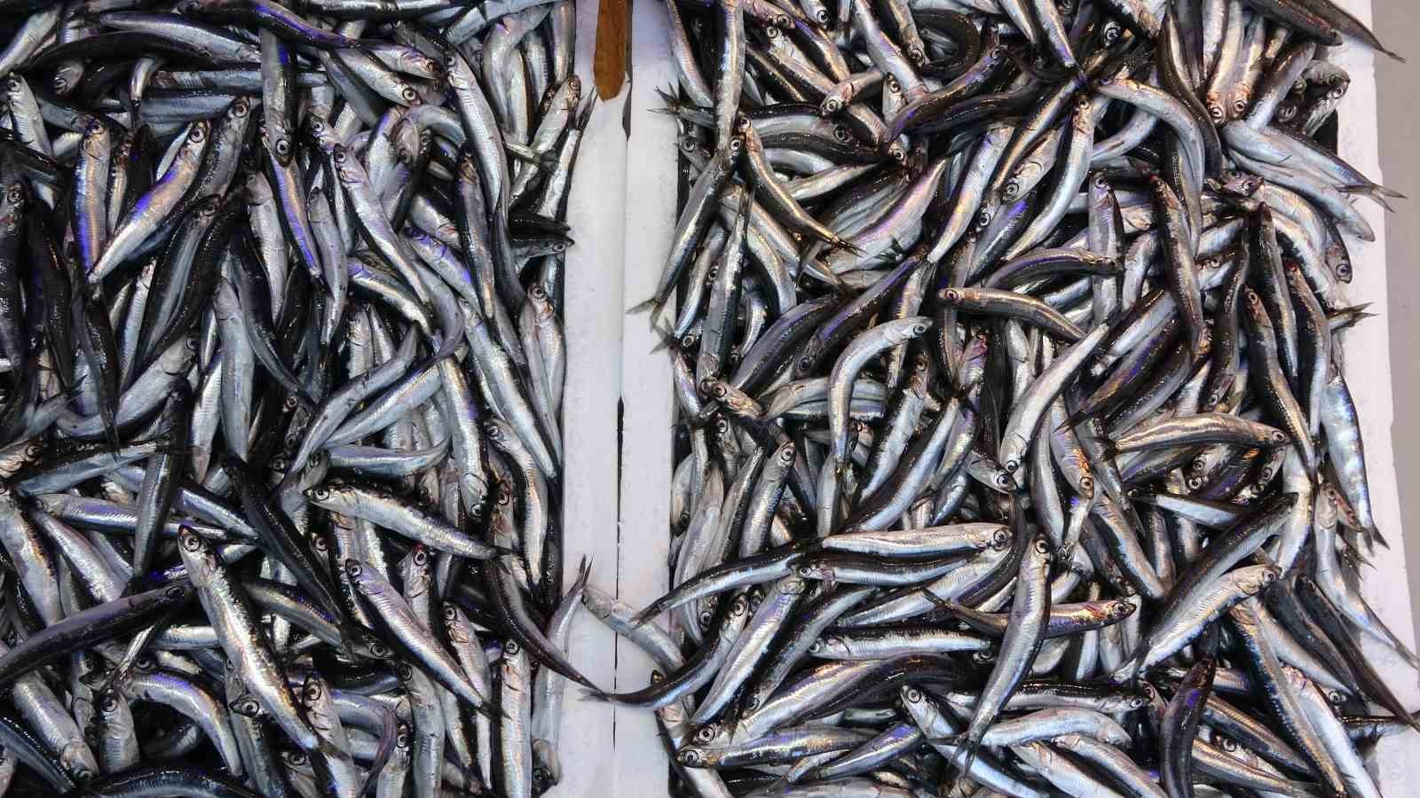 Yeni sezonda hamsi ihracatından 2 milyon dolara yakın d&ouml;viz girdisi
