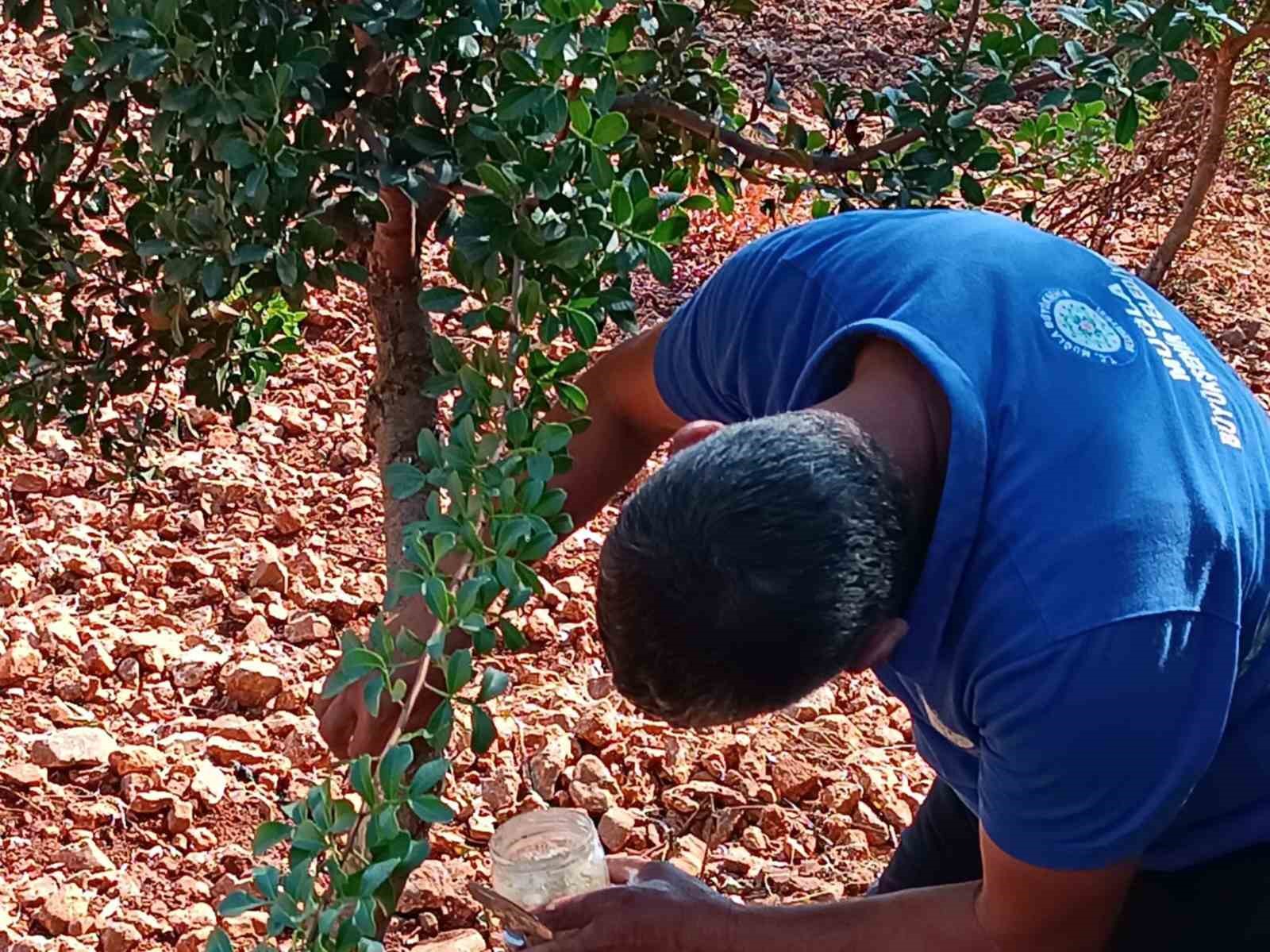 Sakız deneme bah&ccedil;esi ilk &uuml;r&uuml;nlerini verdi
