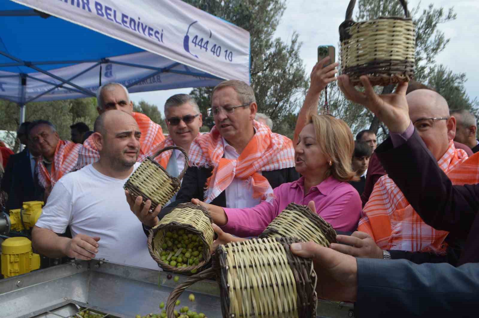 Ayvalık zeytinine uluslararası festival hasatı