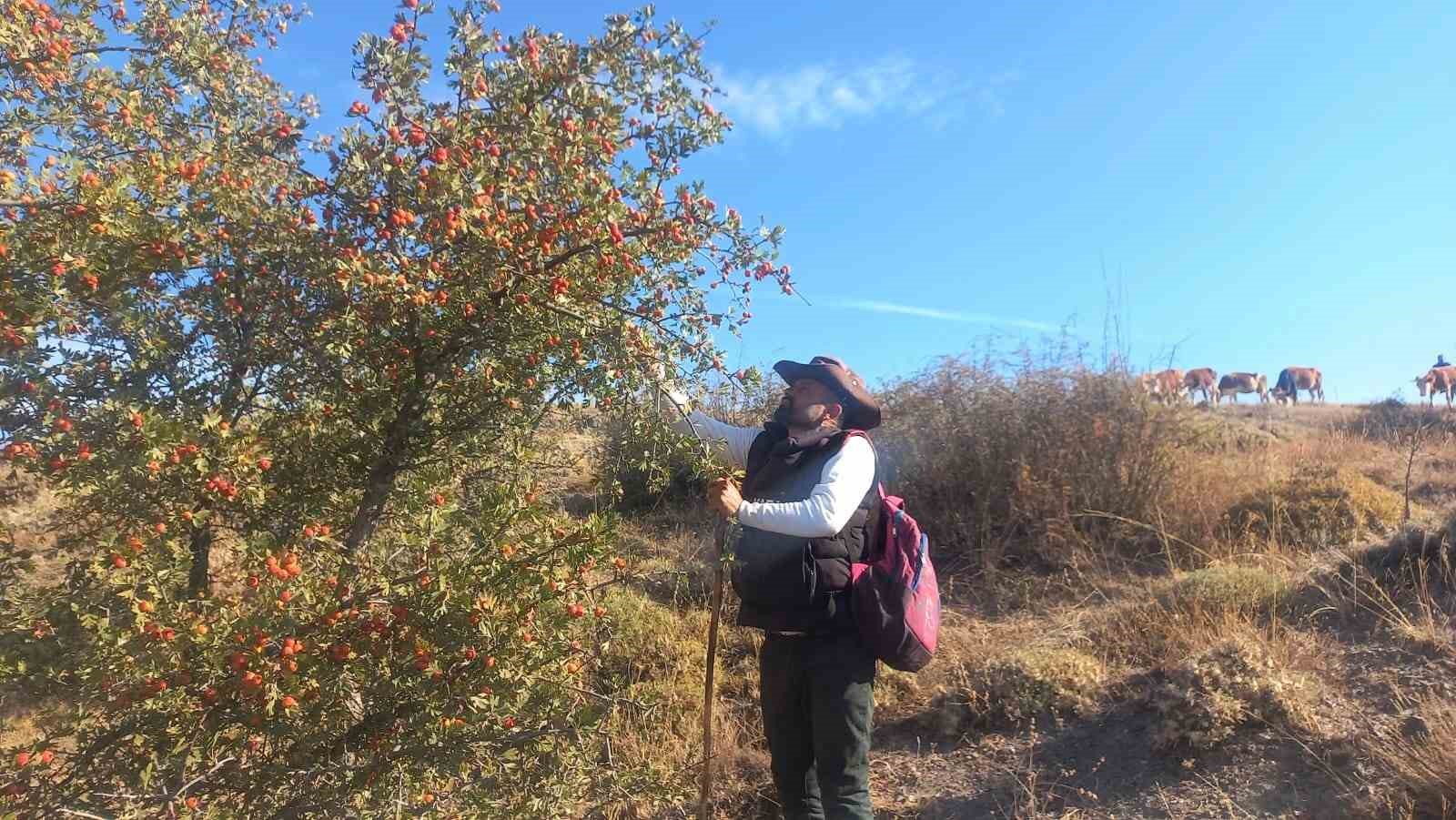 Şifa deposu alı&ccedil; meyvesine rağbet arttı
