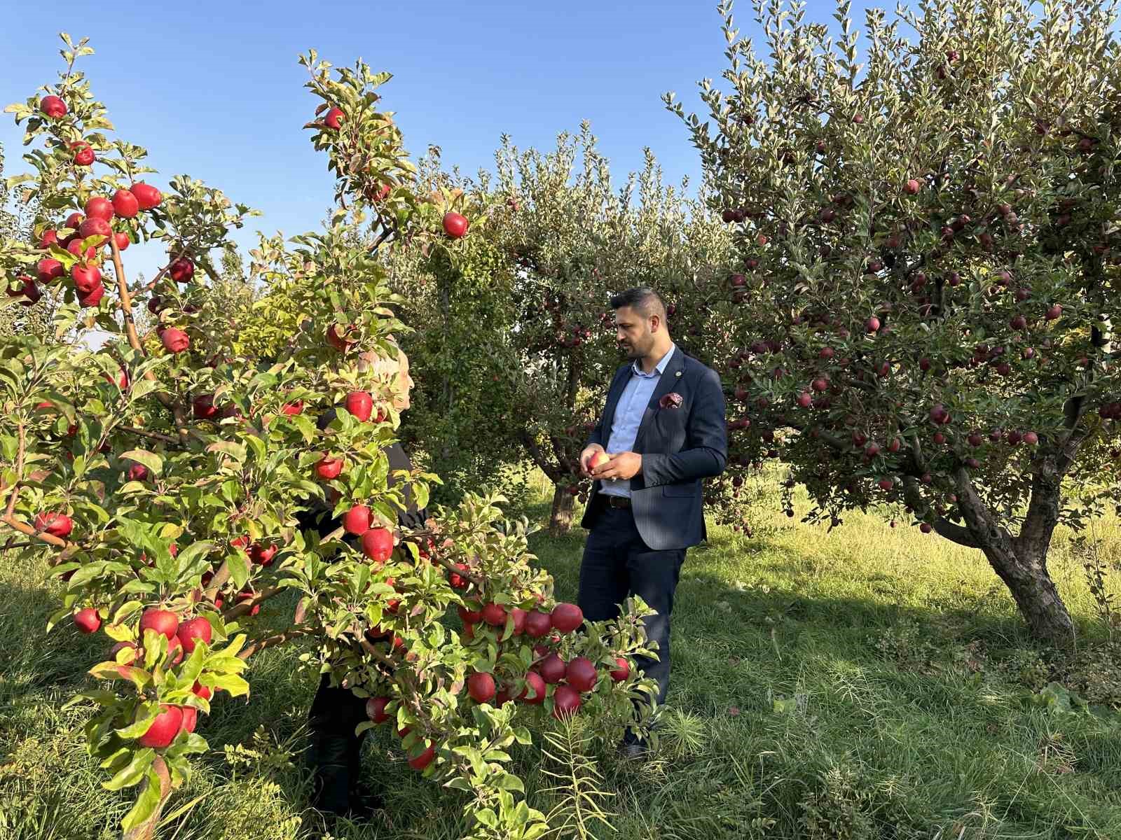 30 yıl önce İran’dan getirdiği meyve ağaçlarından ton ton ürün alıyor
