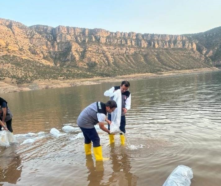 Siirt’te 1,3 milyon yavru şabut balığı baraj göllerine bırakıldı
