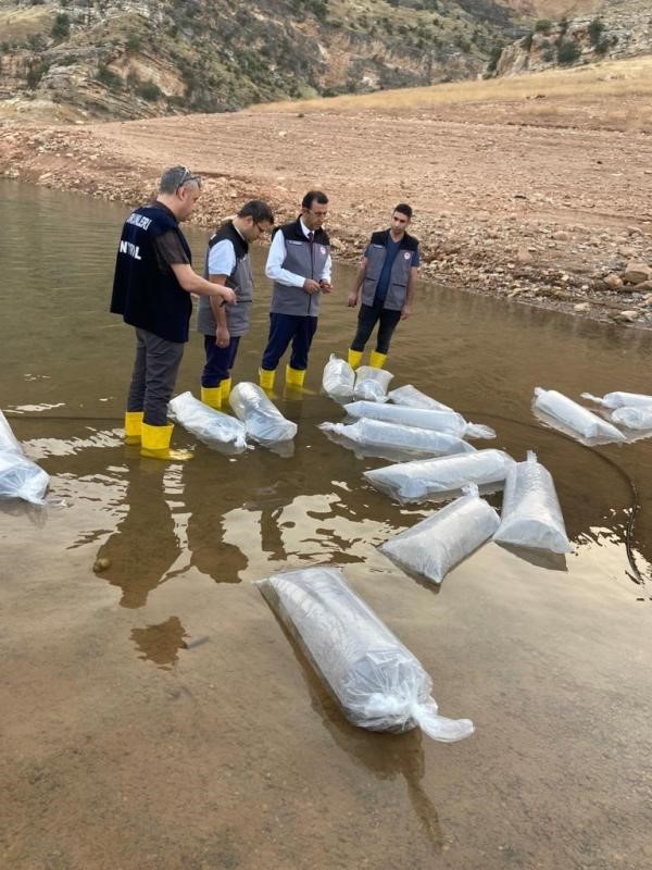 Siirt&rsquo;te 1,3 milyon yavru şabut balığı baraj g&ouml;llerine bırakıldı
