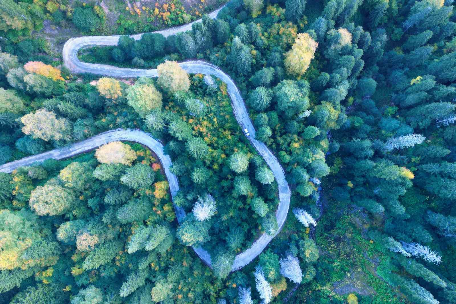 Gümüşhane’nin Örümcek Ormanları sonbaharın büyüsüne kapıldı