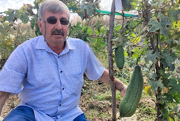 Denizli’de ilk kez lif kabağı yetiştirildi
