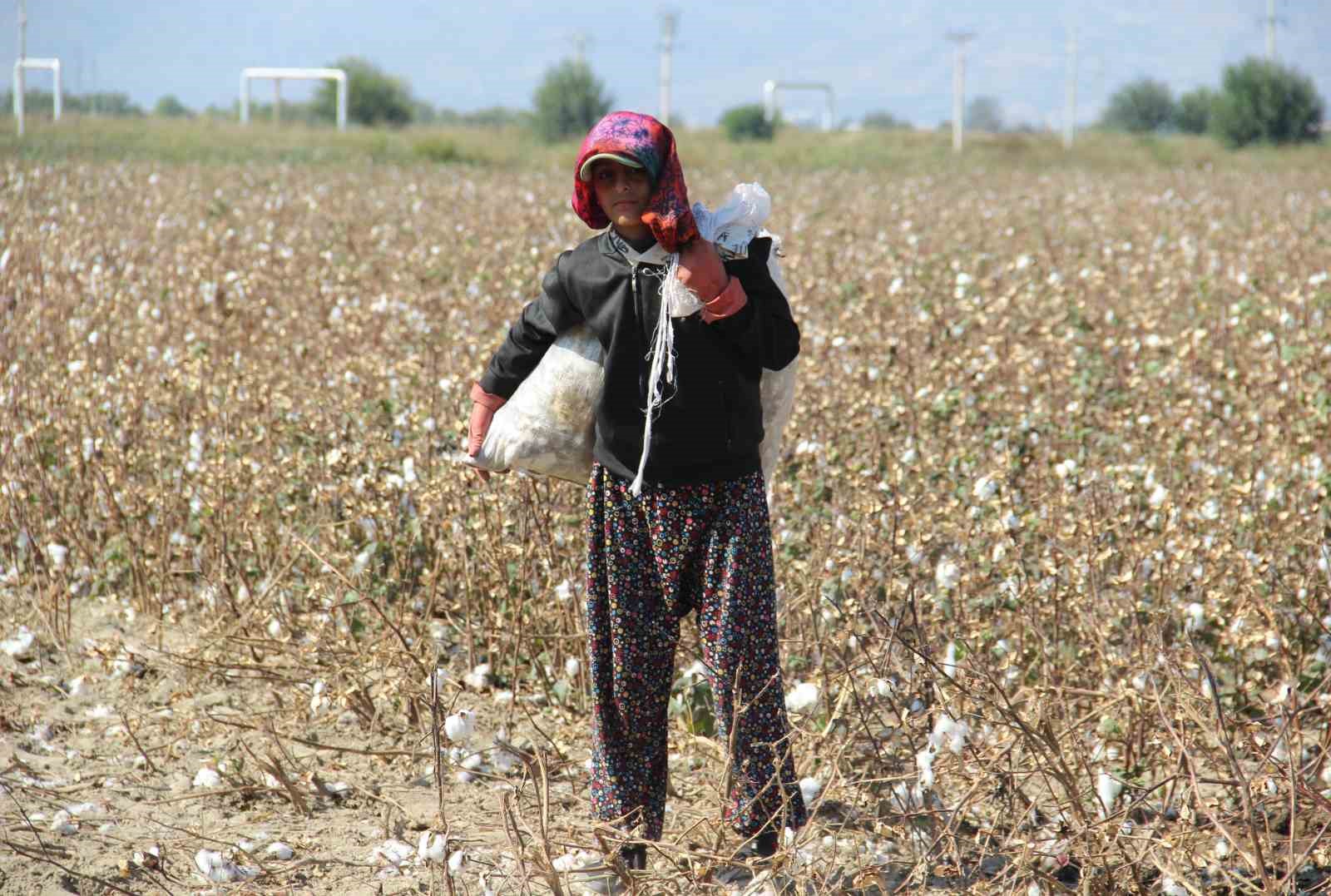 Aydın Ovası’nda ‘kalıntı pamuk’ mesaisi
