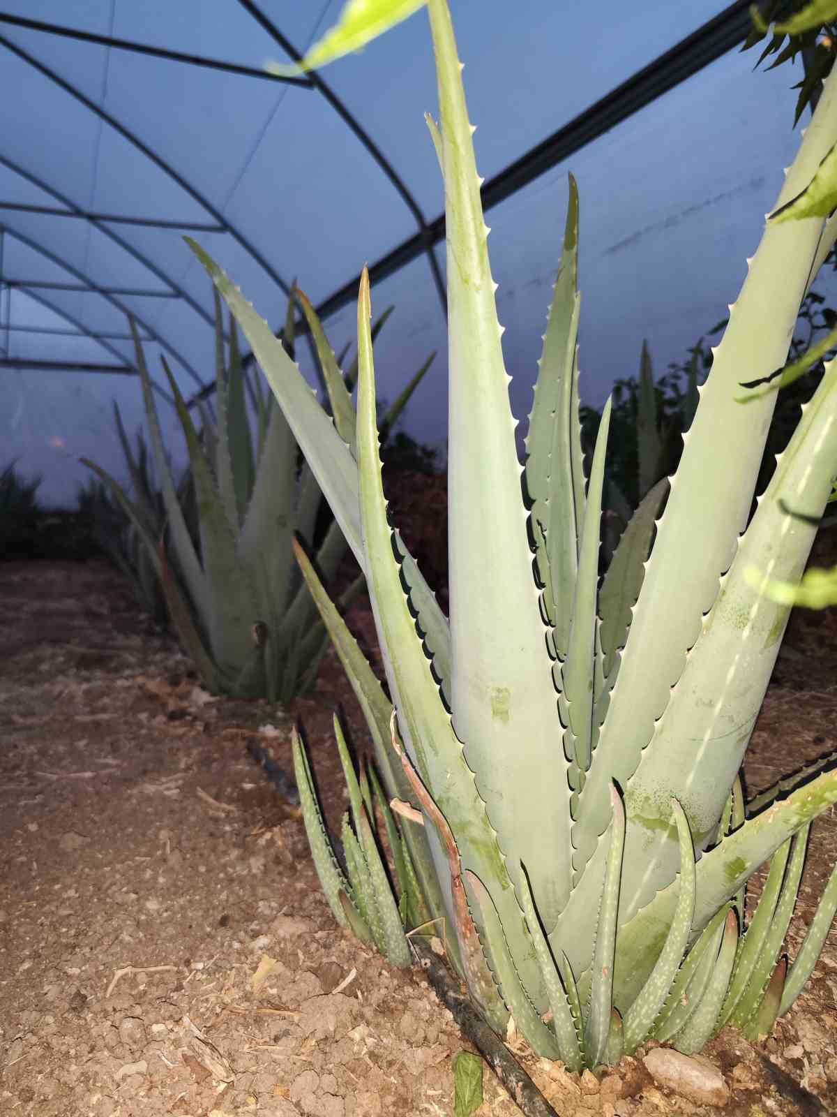 Derecik’te ilk kez yetiştirilen aloe vera üreticiyi memnun etti