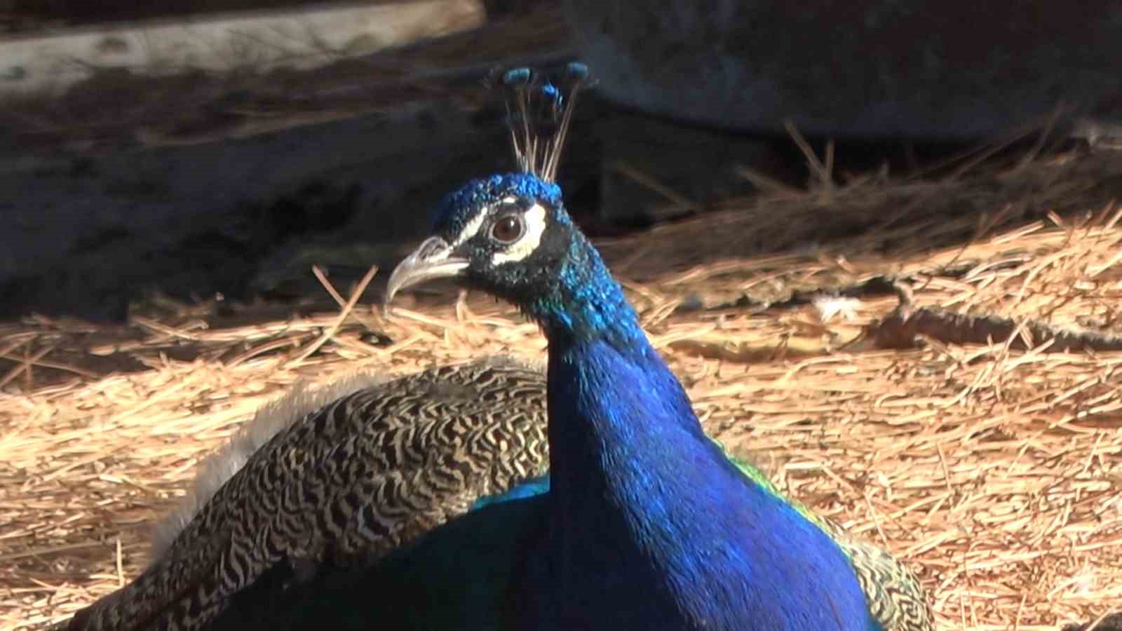 Kendini tavus kuşu sanıyor
