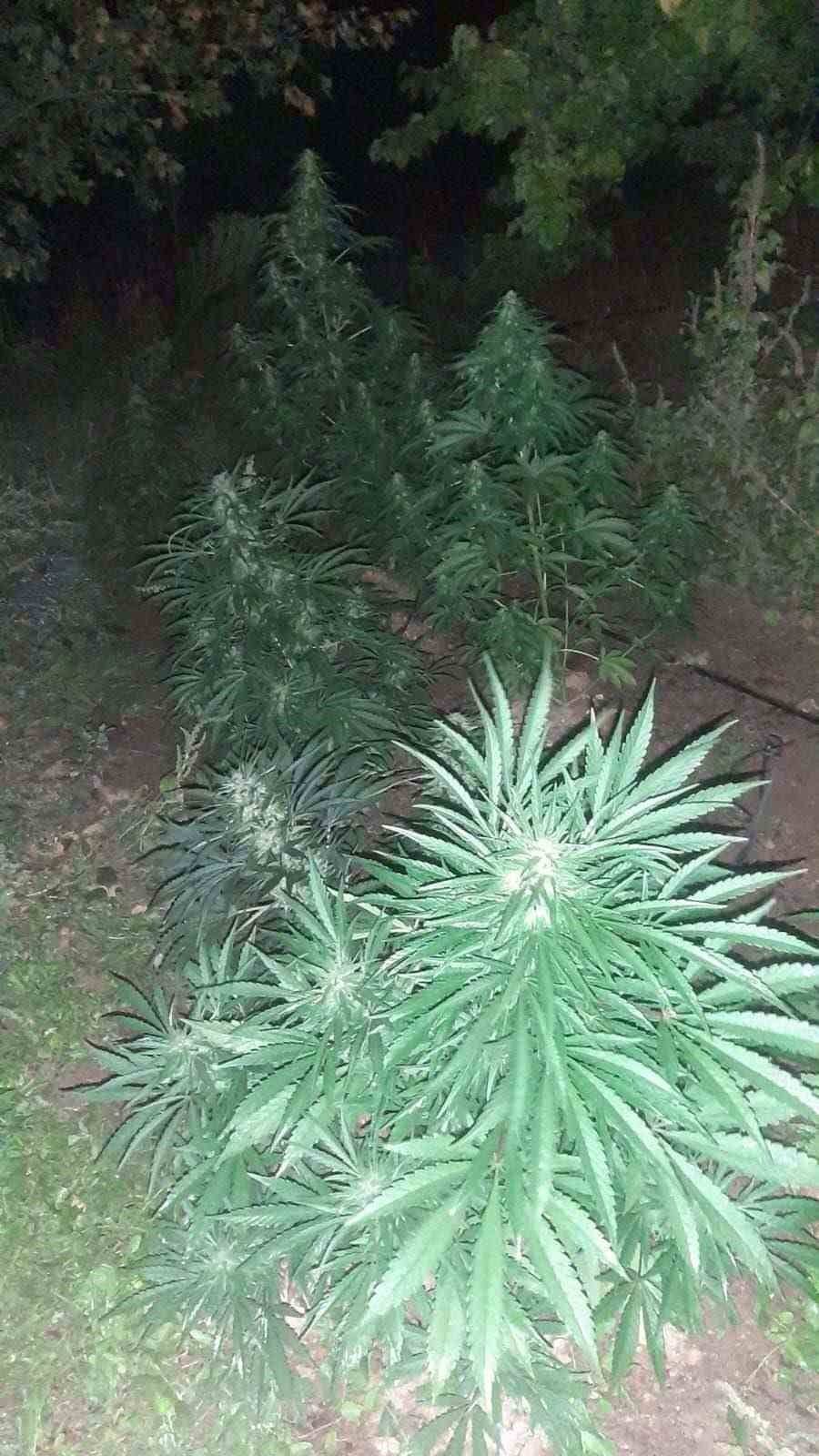 Elazığ&rsquo;da uyuşturucu madde operasyonu
