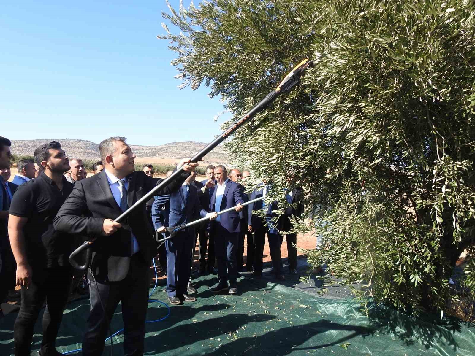 Türkiye’nin en kaliteli zeytinin üretildiği Kilis’te hasat başladı