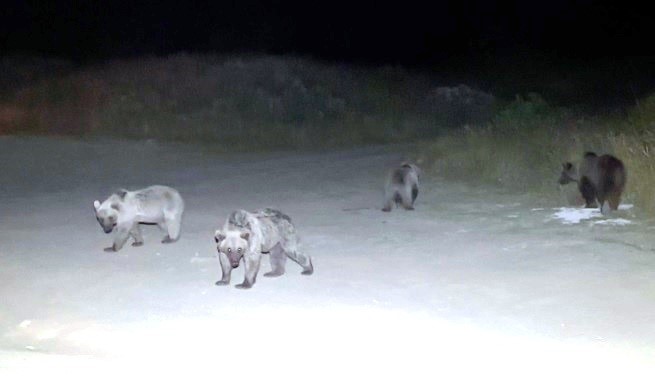 Piknik sofrasına misafir olmak isteyen boz ayıları sopalarla kovaladılar
