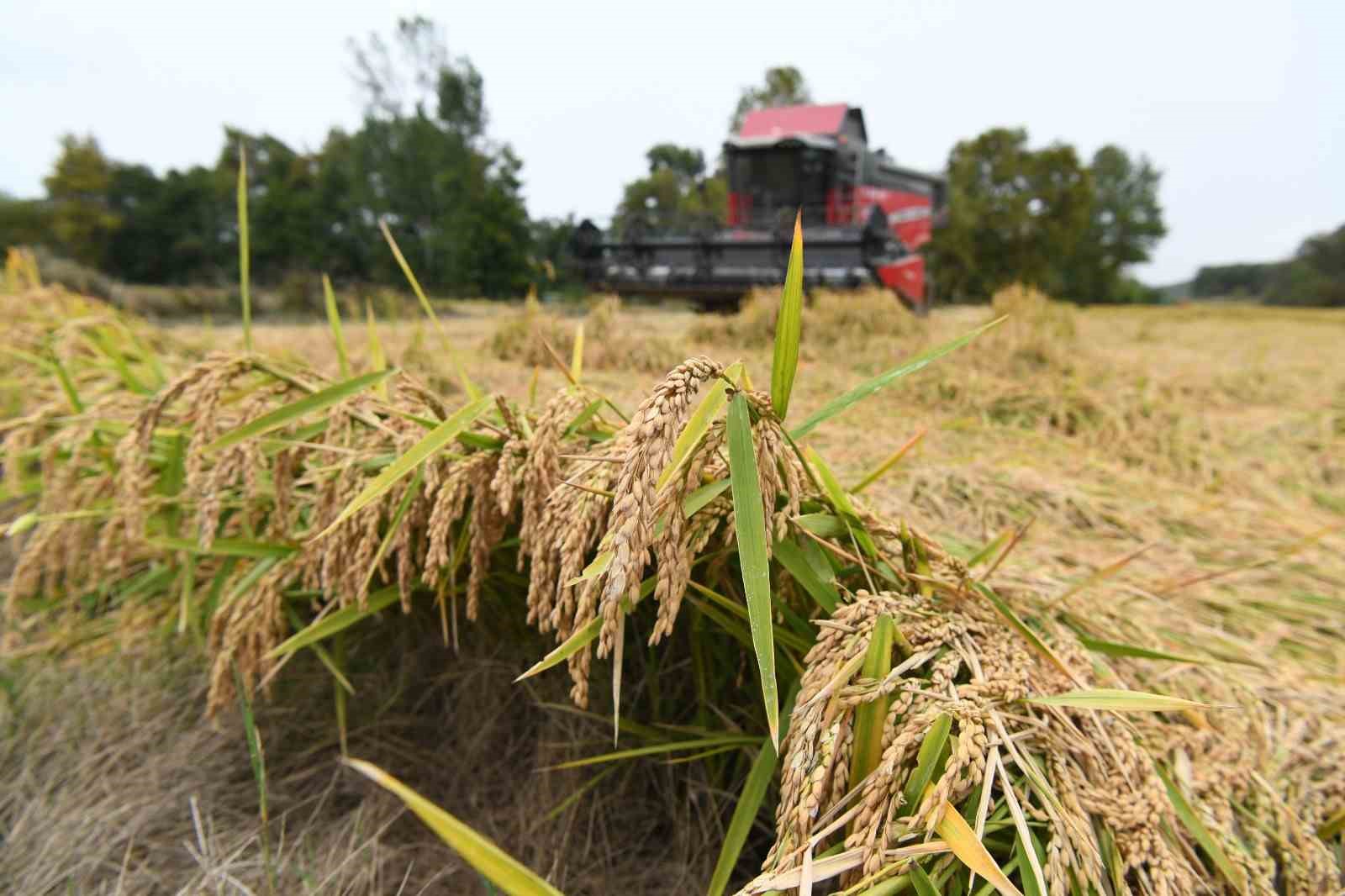 Çanakkale’de ’Damlaya Damlaya Çeltik Olur’ hasat programı