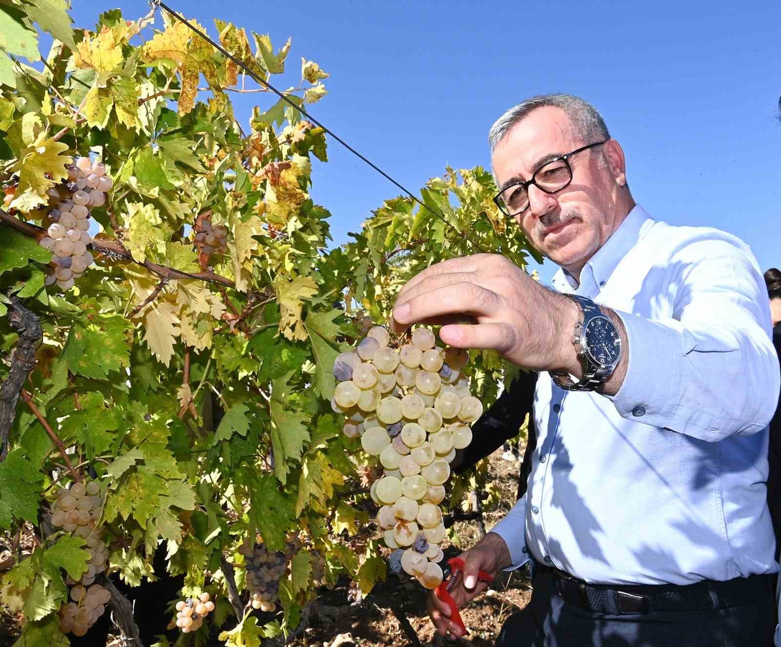 Başkan Güngör; “Bertiz Kabarcık Üzümü’nün coğrafi tescilini aldık”