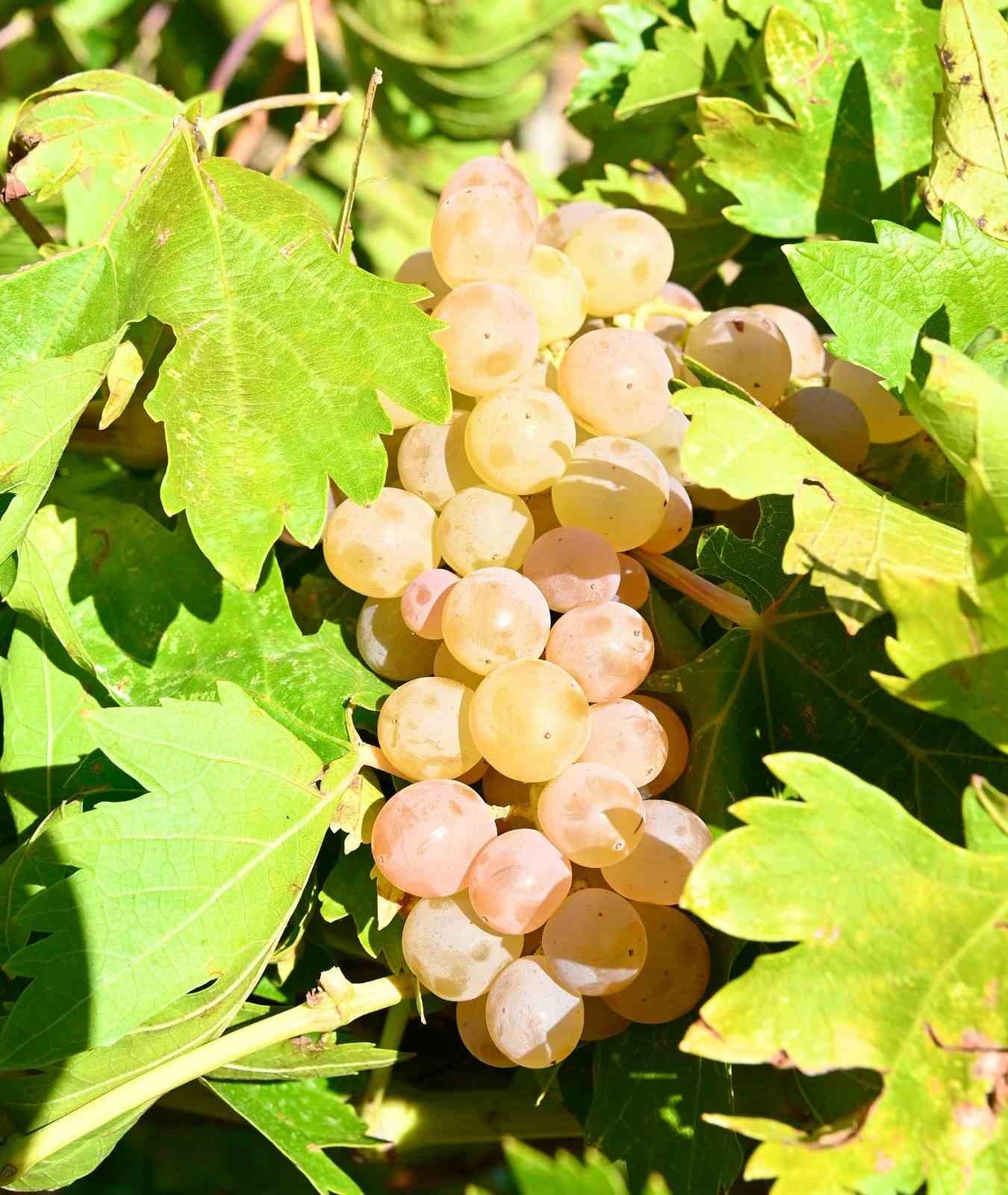 Başkan G&uuml;ng&ouml;r; &ldquo;Bertiz Kabarcık &Uuml;z&uuml;m&uuml;&rsquo;n&uuml;n coğrafi tescilini aldık&rdquo;
