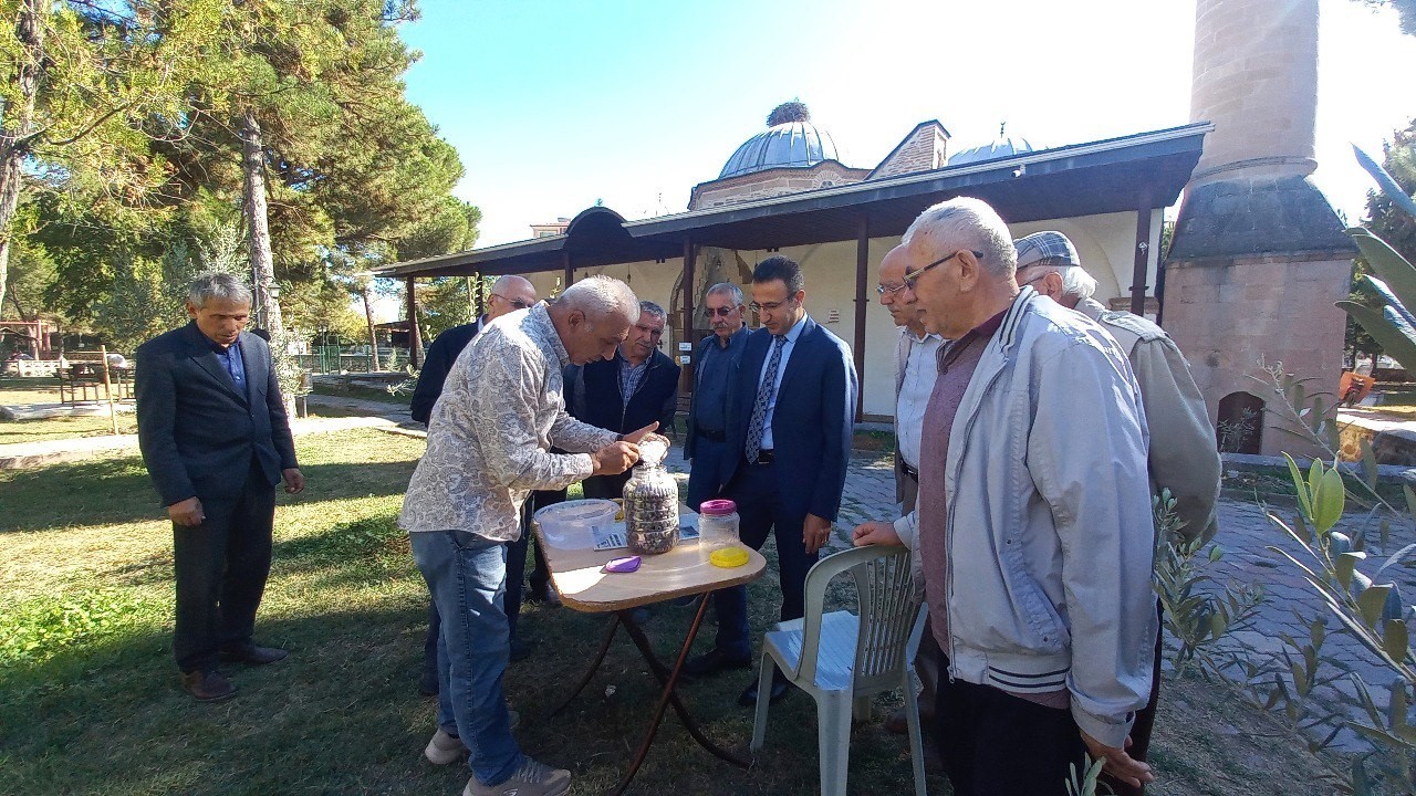 Tarihi İmaret Camii bah&ccedil;esinde zeytin hasadı
