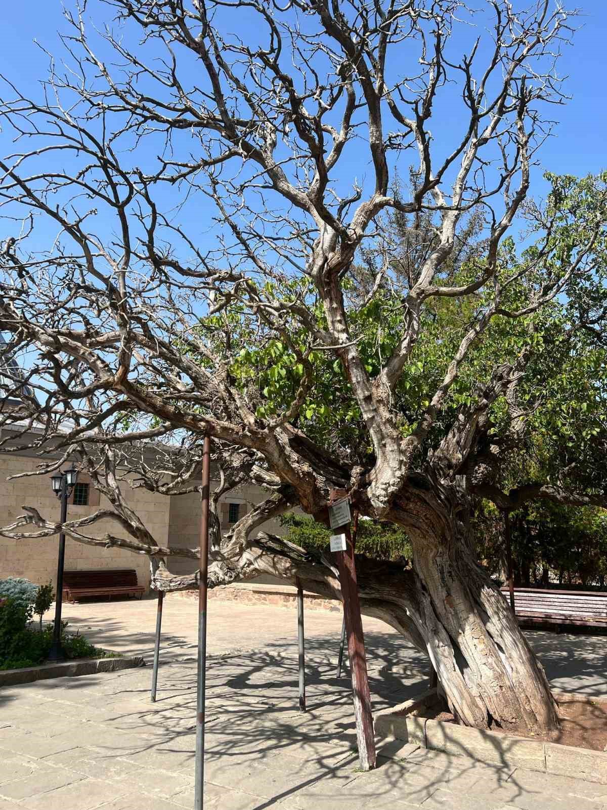 Nevşehir&rsquo;de 700 yaşındaki dut ağacı, zamana meydan okuyor
