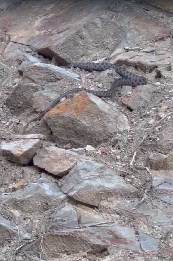 Kış uykusuna yatmak i&ccedil;in yuva arayan yılan Eskişehir&rsquo;de g&ouml;r&uuml;nt&uuml;lendi
