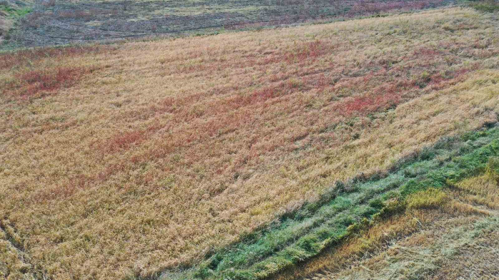 Nallıhan ‘da çeltik hasadı başladı