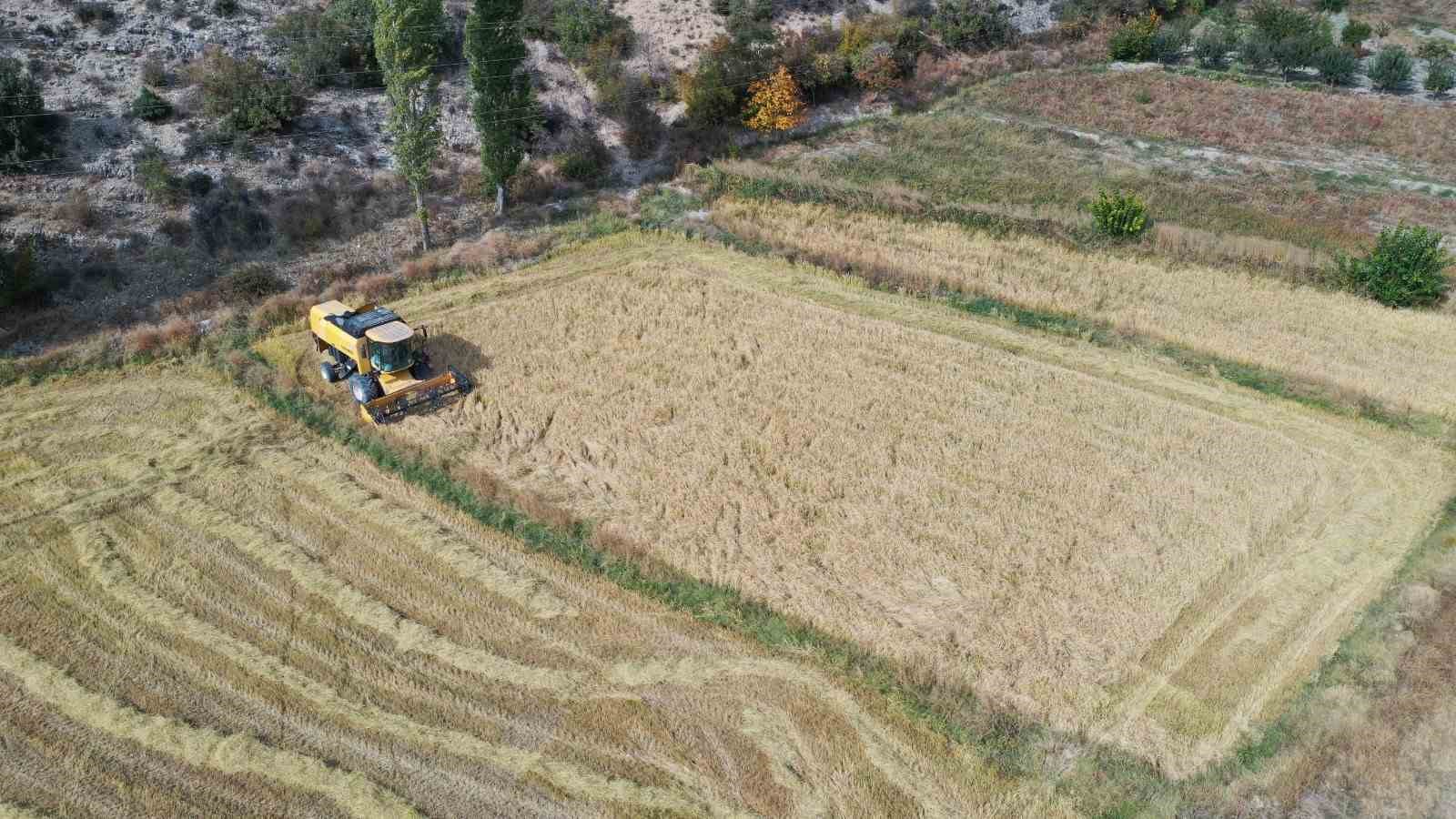 Nallıhan ‘da çeltik hasadı başladı
