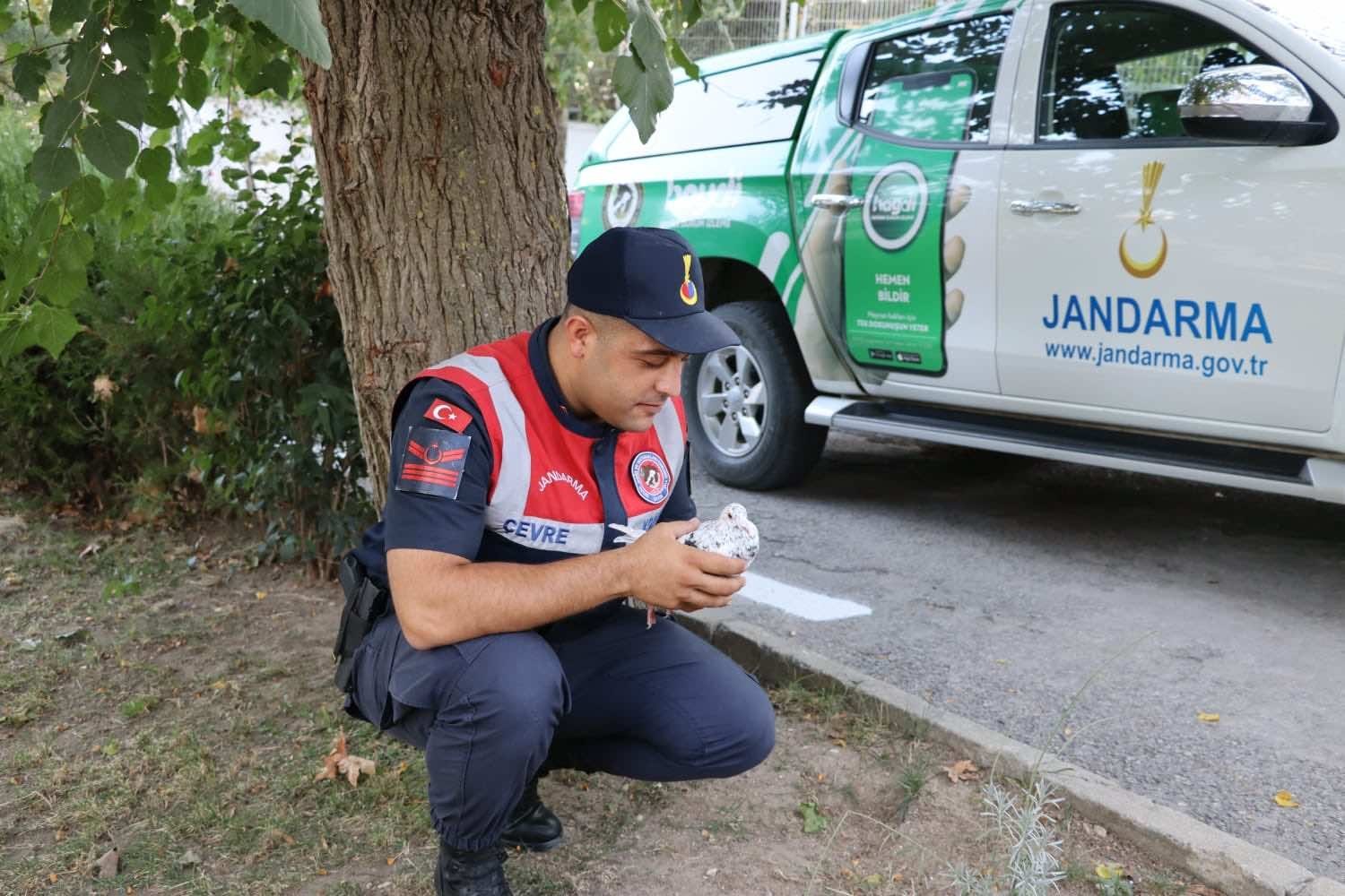 Cennet papağanları, posta g&uuml;vercinleri ve d&ouml;v&uuml;ş horozu ele ge&ccedil;irildi
