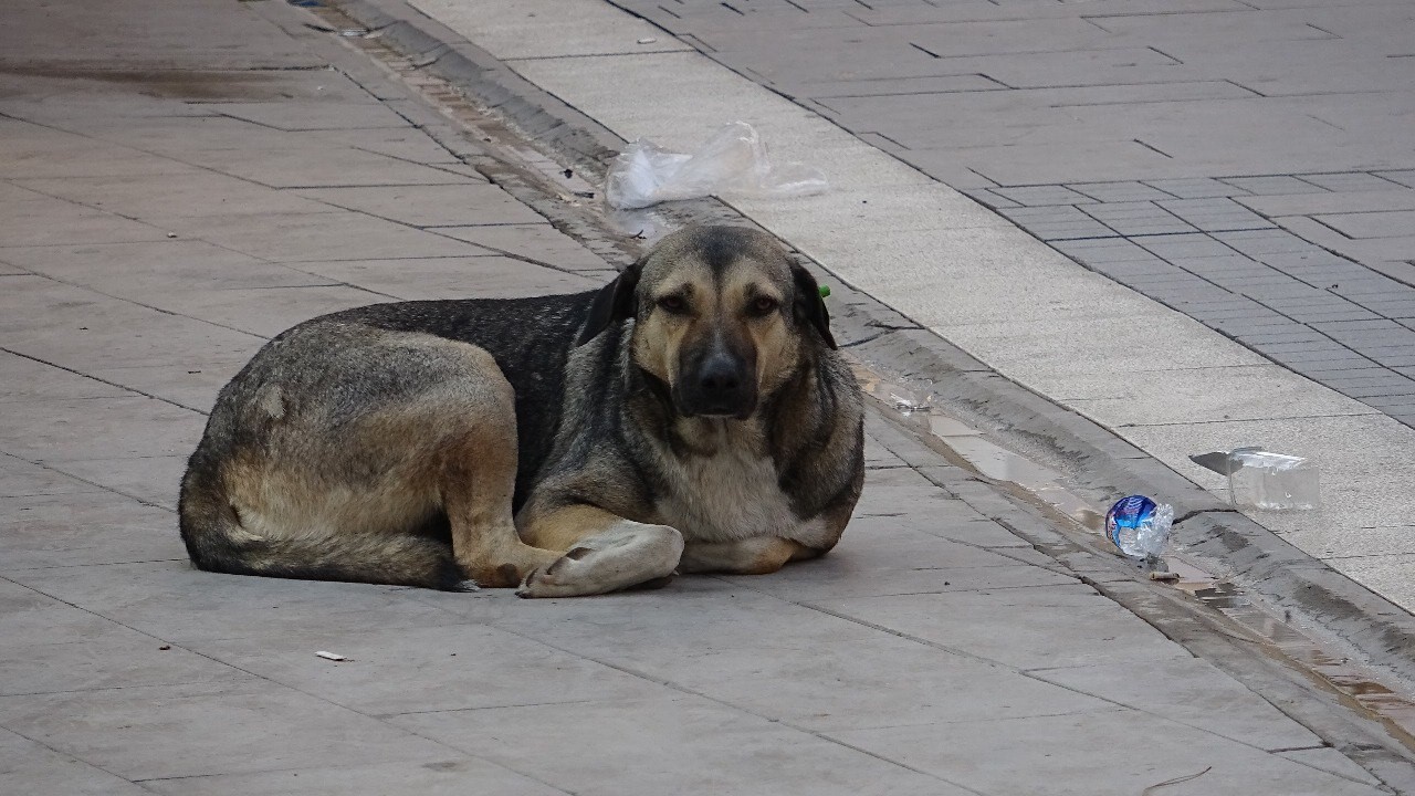 Kızıltepe Belediyesi vatandaşın sokak köpeği şikayetine duyarsız kaldı  İhlas Haber Ajansı