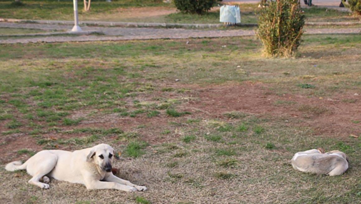 Kızıltepe Belediyesi vatandaşın sokak k&ouml;peği şikayetine duyarsız kaldı
