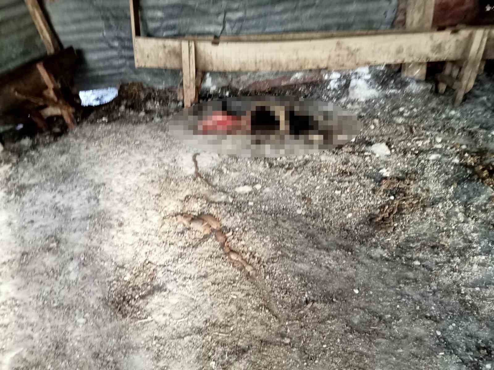 Yalova&rsquo;daki sokak k&ouml;pekleri 10 koyunu telef etti, 15&rsquo;ini de yaraladı
