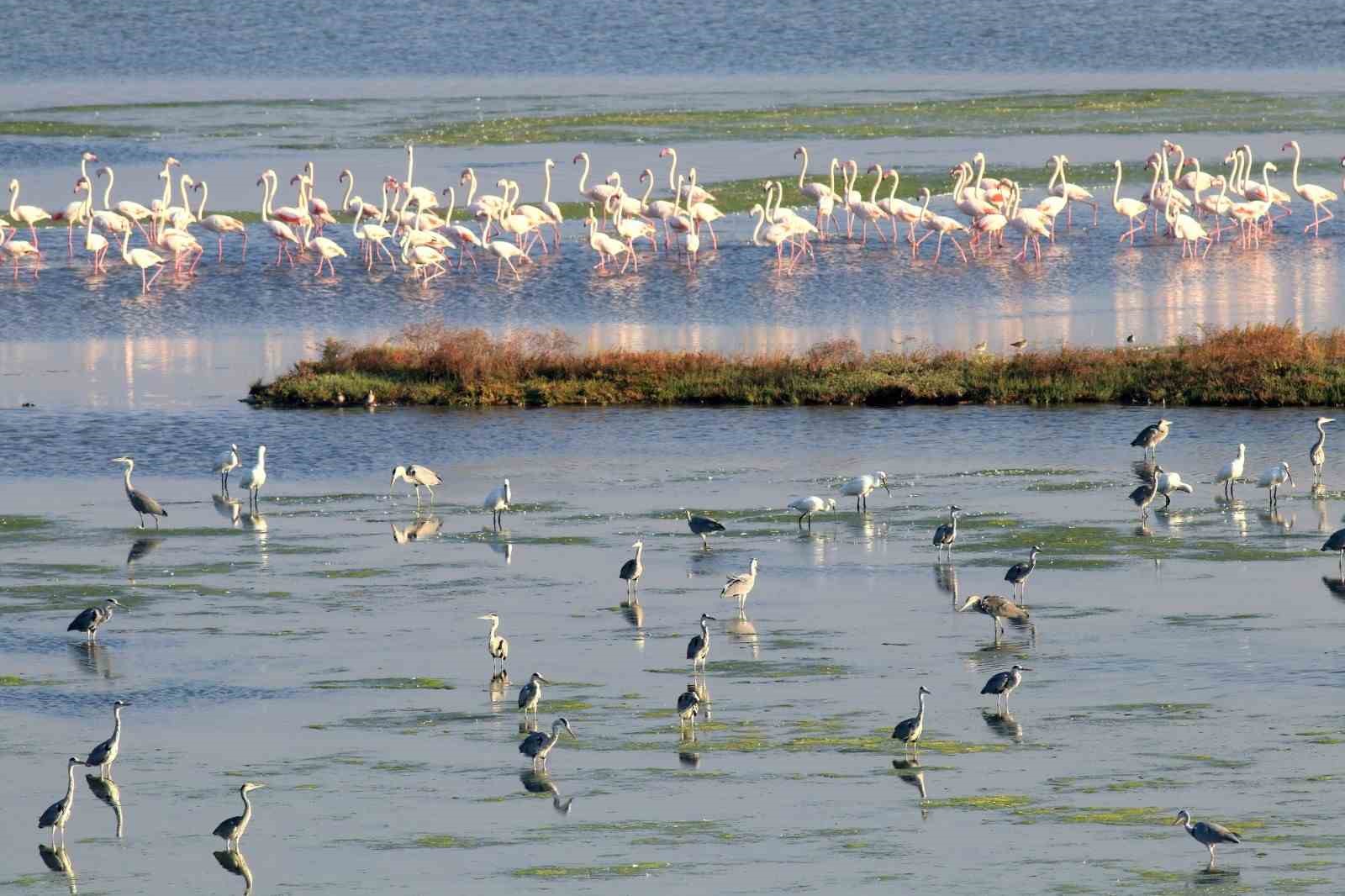 Yalova&rsquo;da D&uuml;nya G&ouml;&ccedil;men Kuşlar G&uuml;n&uuml;, Altınova&rsquo;da kutlandı
