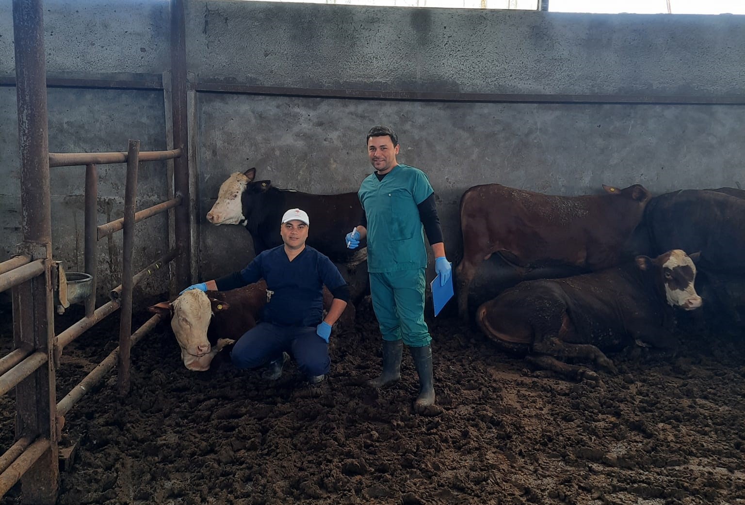 Çan’a gelen ithal hayvanların kontrolleri yapılıyor