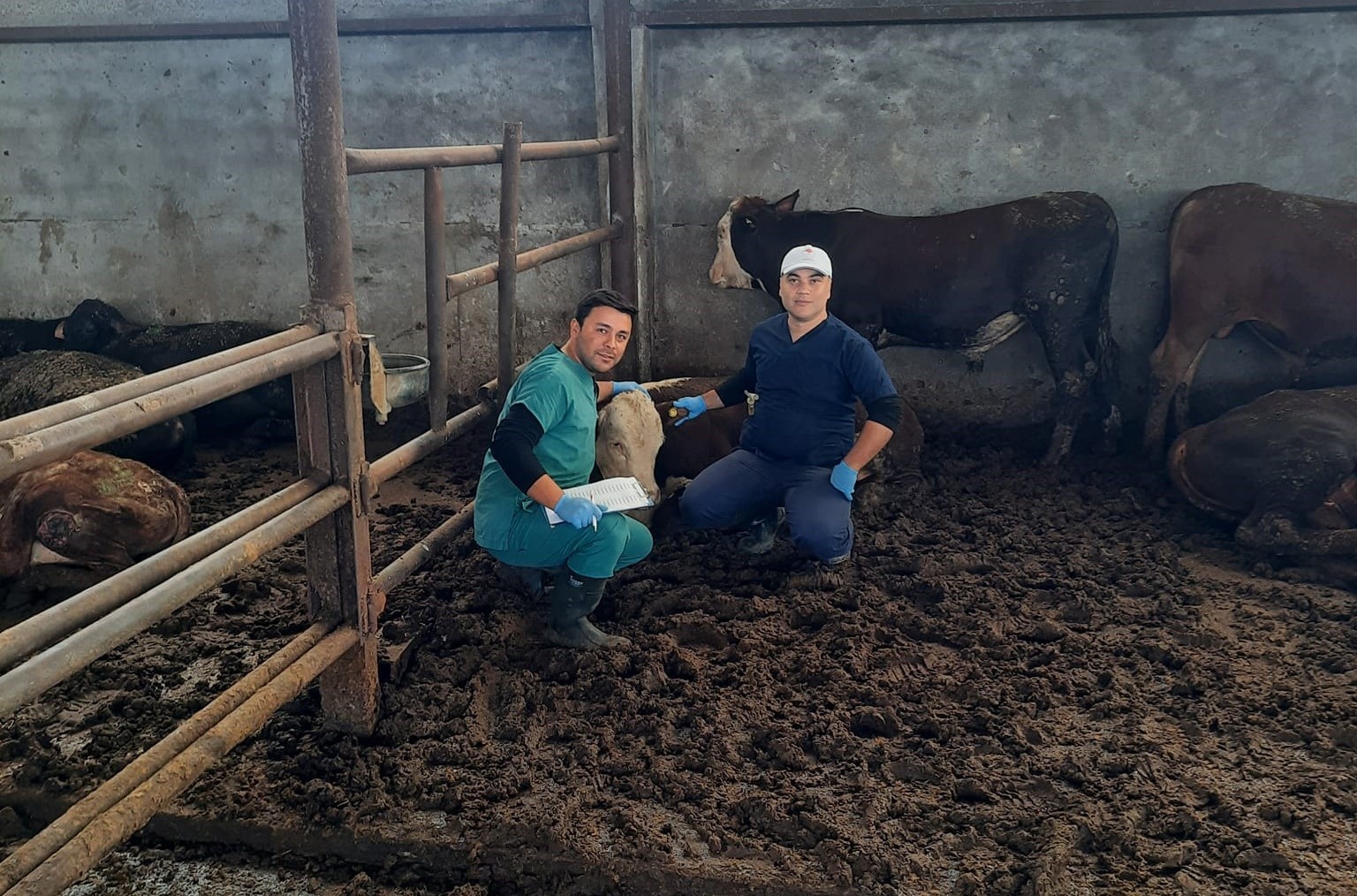 &Ccedil;an&rsquo;a gelen ithal hayvanların kontrolleri yapılıyor
