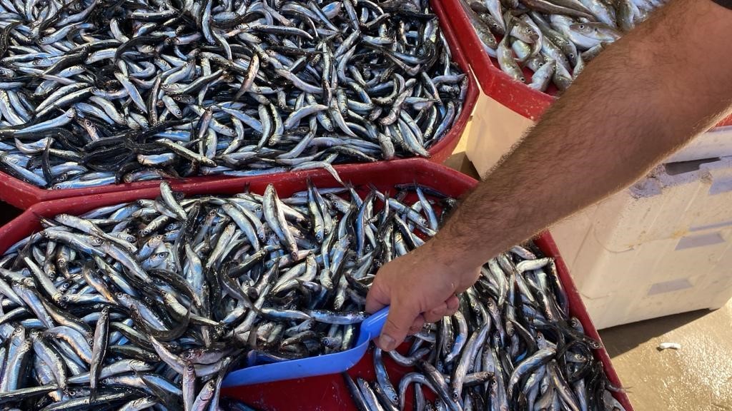 Karadeniz hamsisi tezgahları s&uuml;sl&uuml;yor
