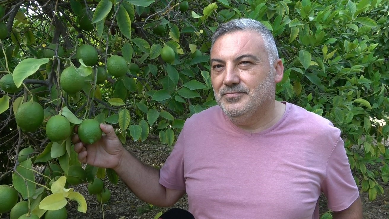 Üreticinin umudu depoluk limonda

